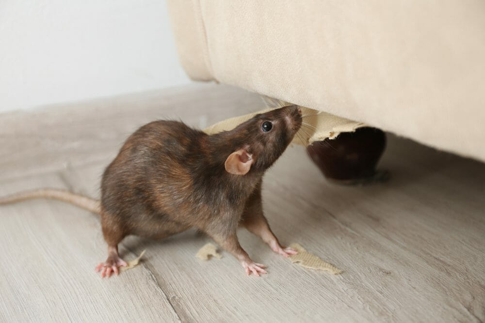 Rat qui grignotte le mobilier d'une maison